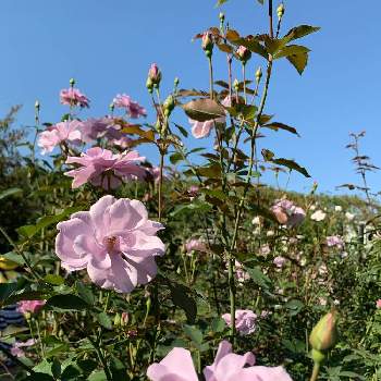 紫の園の画像 by シゲルさん | 紫の園と奇跡とチーム花が好き♡とNEWチーム横浜と青バラとiPhone撮影と月曜日にはバラを