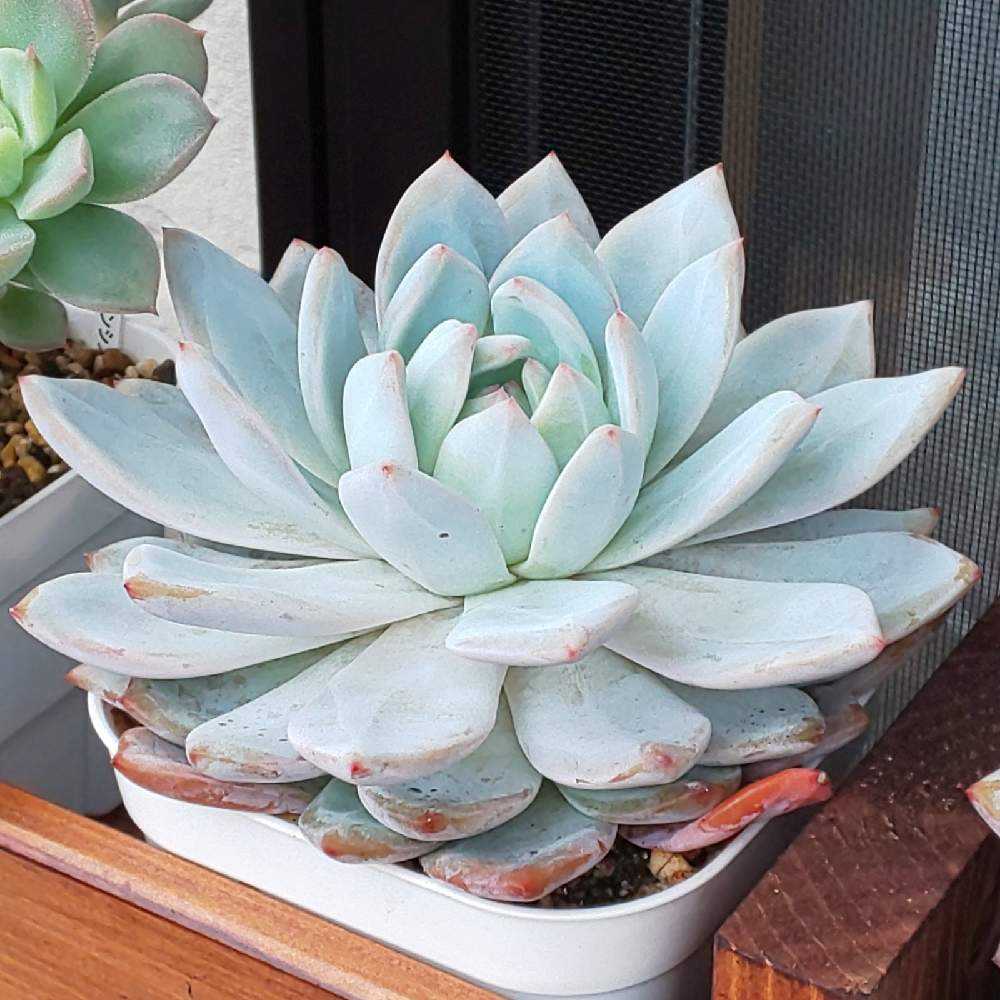 多肉植物❤️エケベリア属 ❤️ オレンジモンロー❤️ 1頭10cm拔き苗