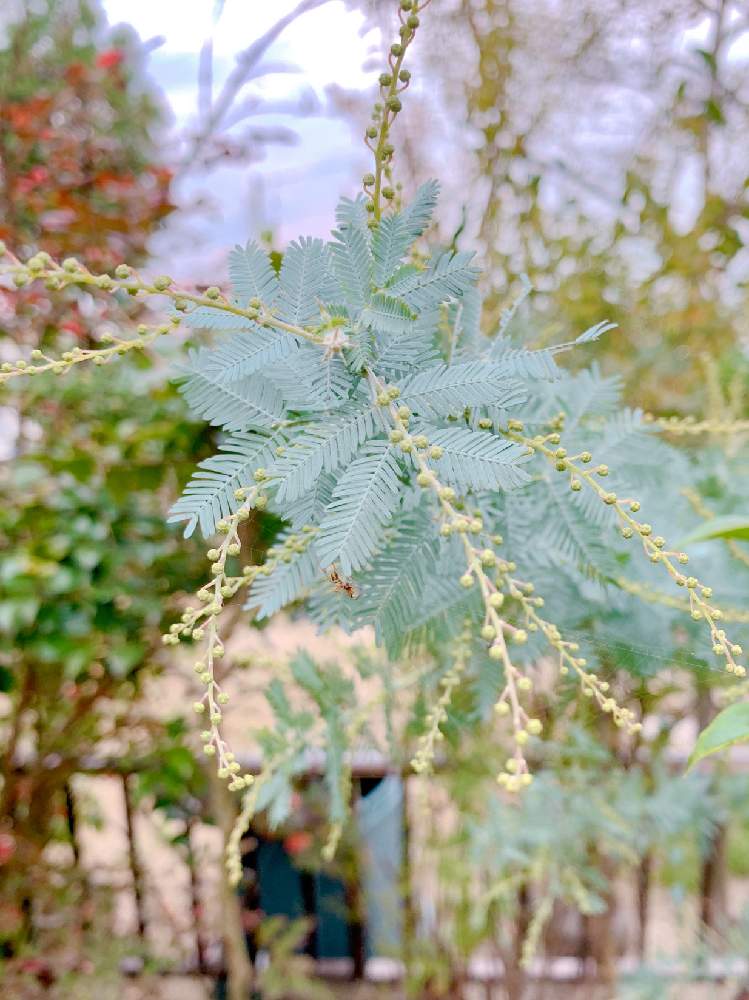 ミモザアカシアの投稿画像 By もりもりさん 植物を愛するともうすぐ冬 月11月2日 Greensnap グリーンスナップ