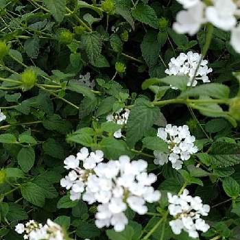 コバノランタナ 白 の投稿画像一覧 Greensnap グリーンスナップ