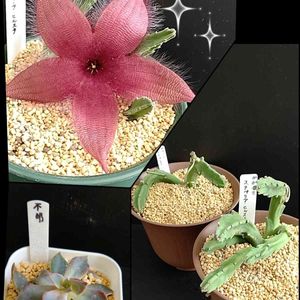 ガガイモ,スタペリア　ヒルスタ,多肉植物,おうち園芸,エントランスの画像