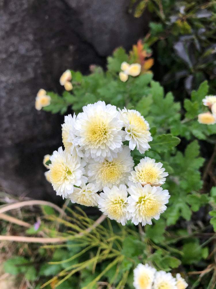 マトリカリア 夏白菊 の投稿画像 By Umeさん 月11月2日 Greensnap グリーンスナップ