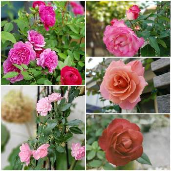 バラ サンセットグロウの投稿画像一覧 Greensnap グリーンスナップ