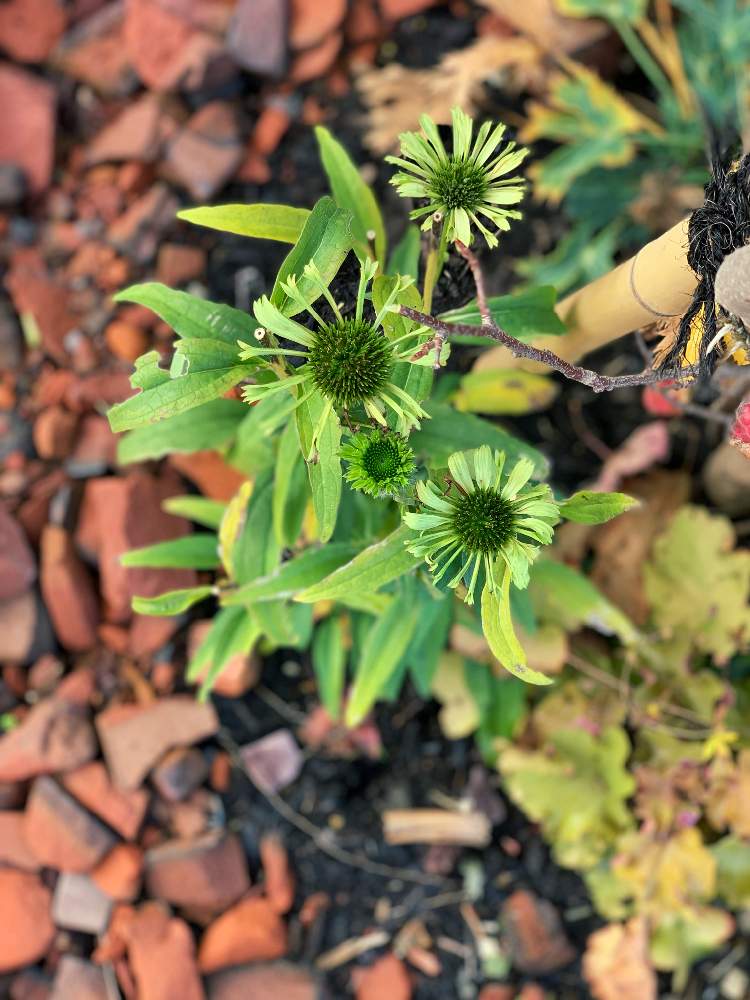 エキナセアの投稿画像 By ぷりんさん エキナセア グリーンジュエルとドライフラワーとアンティークと癒しと大好きとおうち園芸とほのぼの と小さな幸せ とくすみカラーと古道具 Greenと可愛いと北海道 月11月2日 Greensnap グリーンスナップ