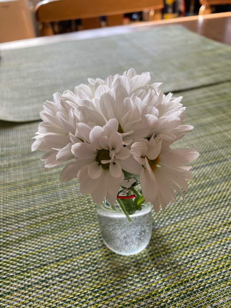 初心者 の菊の挿し木第二段とドラセナの挿し木 8月23日追記 Greensnap グリーンスナップ