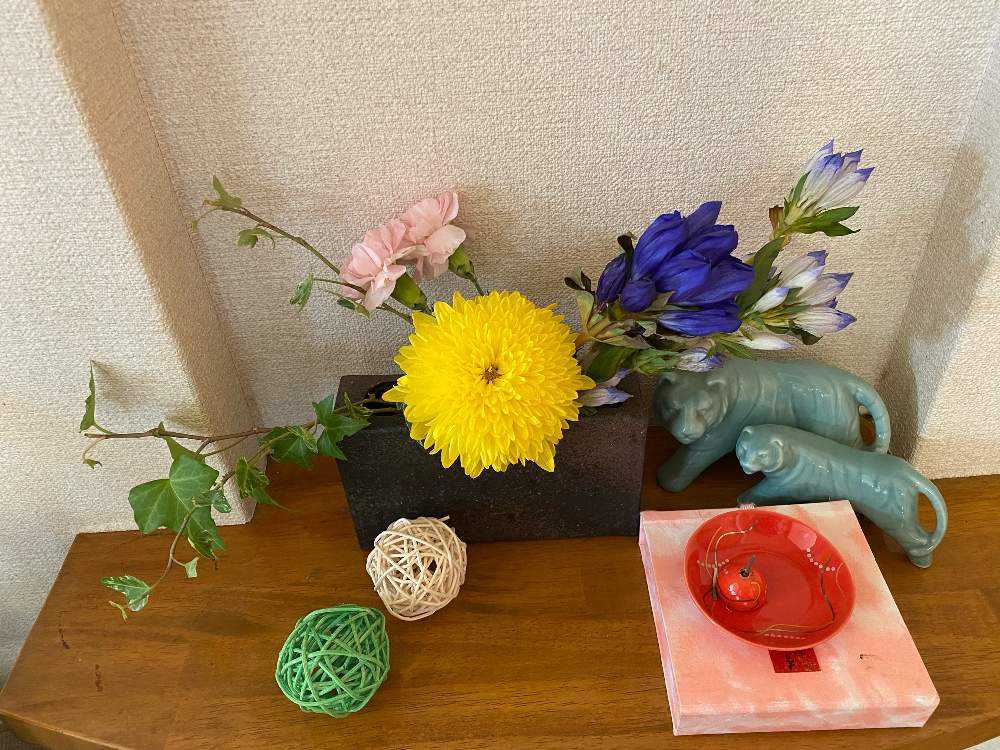 珍しい品種 菊 挿し木 3種類 2本づつ 珍しい品種 菊 挿し木 3種類 2本