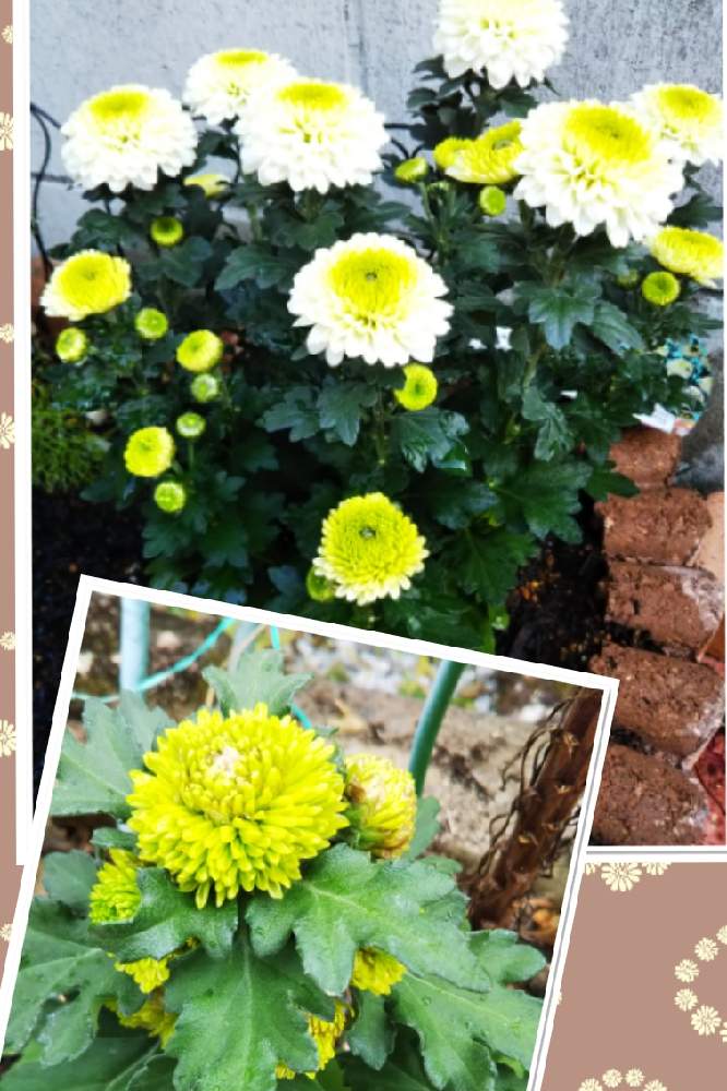 ポットマムミシェルティエラの投稿画像 By ガイトムさん スプレーマム セイマライアグリーン とおうち園芸 と花壇作りと私の庭と花のある暮らしとdiy花壇とおうち園芸と花壇作りと私の庭と花のある暮らしとdiy花壇 月11月2日 Greensnap グリーンスナップ