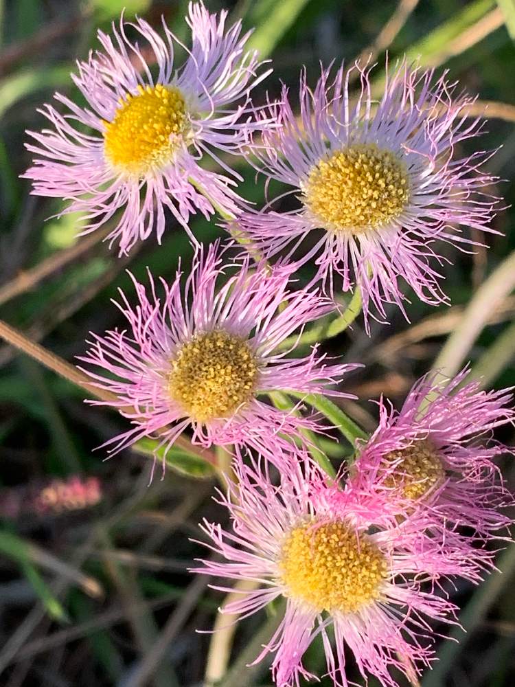 お散歩中にての投稿画像 By 月うさぎさん ハルジオン とピンク色の花弁 月11月2日 Greensnap グリーンスナップ