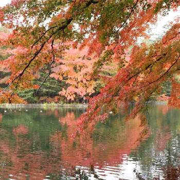 軽井沢 雲場池の画像 by そよ風（ちなみ）さん | お出かけ先と旅の思い出写真と私の花の写真と軽井沢と花の好きな方と繋がりたいと軽井沢 雲場池と秋色と紅葉フォトコン2020