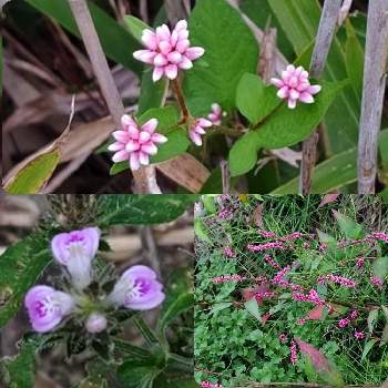 犬蓼 赤まんま の投稿画像一覧 Greensnap グリーンスナップ