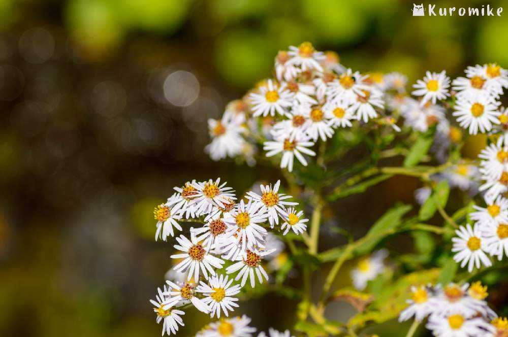 秋の畑に咲くキク科の花々 Greensnap グリーンスナップ