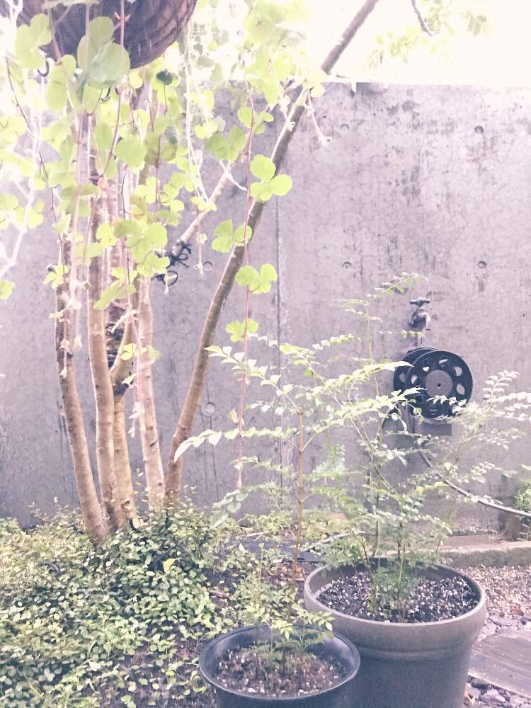 シマトネリコの親の投稿画像 By ソラミさん シマトネリコとシマトネリコの子と観葉植物と株立ちと常緑樹と小さな庭づくりとナチュラルガーデンと庭木 月11月2日 Greensnap グリーンスナップ