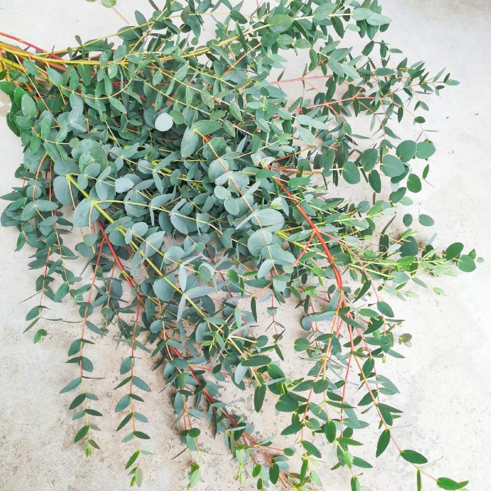 ユーカリの投稿画像 By Emmaさん ユーカリ パルブラと岩手県とドライフラワーのある暮らしと生花と花のある暮らしと切り花と岩手県とドライフラワーのある暮らしと生花と花のある暮らしと切り花 月11月2日 Greensnap グリーンスナップ Greensnap