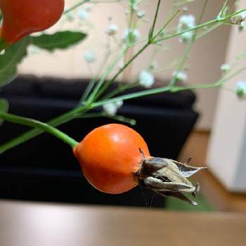 薔薇の実 ローズヒップ の投稿画像一覧 Greensnap グリーンスナップ