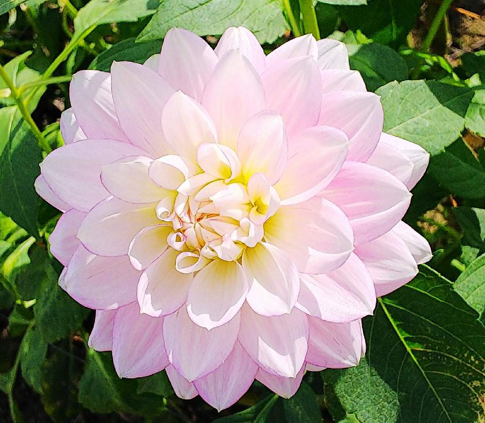 ダリア ピンクダイアモンド の投稿画像 By 魔女さん 宝塚ダリア園にてとダリアあれこれと宝塚ダリア園にてとダリアあれこれ 月11月2日 Greensnap グリーンスナップ Greensnap グリーンスナップ