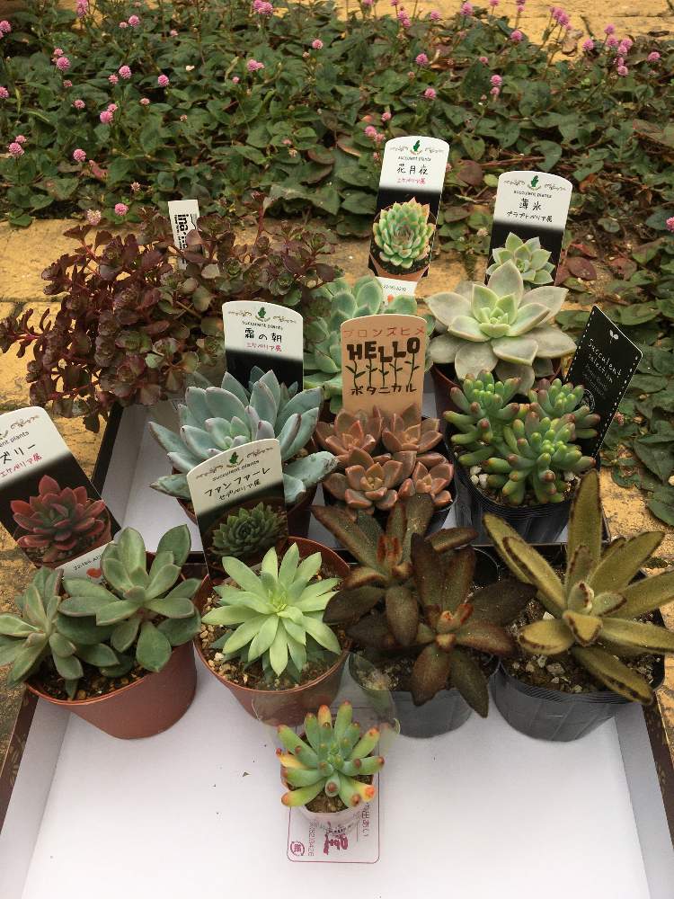 小さな庭の投稿画像 By レオさん セダム大好きとエケベリア好きと多肉植物寄せ植えとおうち園芸と多肉女子と寄せ植え大好きと多肉寄せ植えとセダム大好きと エケベリア好きと多肉植物寄せ植えとおうち園芸と多肉女子と寄せ植え大好きと多肉寄せ植え 月11月2日 小さな庭の投稿画像 By レオさん セダム大好きとエケベリア好きと多肉植物寄せ植えとおうち園芸と多肉女子と寄せ植え大好きと多肉寄せ植えとセダム大好きと エケベリア好きと多肉植物寄せ植えとおうち園芸と多肉女子と寄せ植え大好きと多肉寄せ植え 月11月2日