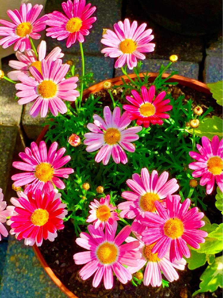 マーガレットストロベリーホイップの投稿画像 By マミンさん マーガレットとキレイ と季節の寄せ植えとおうち園芸と鉢植えと花のある暮らしと可愛い 月11月2日 Greensnap グリーンスナップ