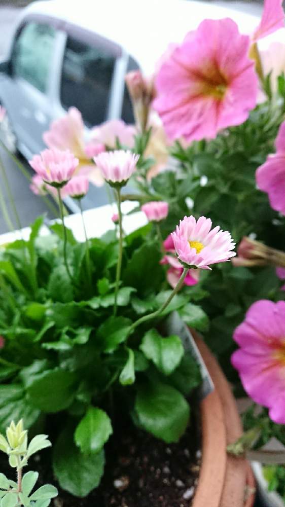 ちいさな花の投稿画像 By Naopyiさん 植物のある暮らしとベランダガーデニングとイングリッシュデイジー と花のある暮らしとお花は癒し 月11月2日 Greensnap グリーンスナップ