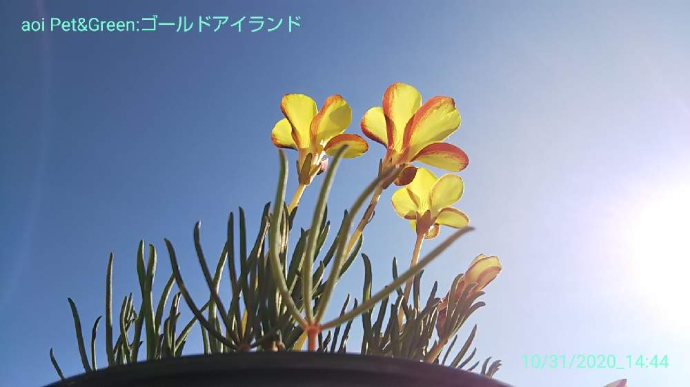 オキザリス ゴールドアイランドの投稿画像 By あおい32さん ガーデニングとお花と千葉県 月11月2日 Greensnap グリーン スナップ