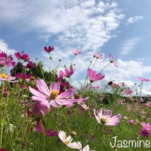 Jasmine