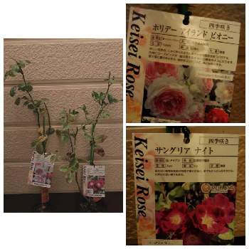 バラ サングリアナイトの投稿画像一覧 Greensnap グリーンスナップ