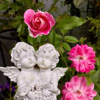 ピンクアイスバーグ☆の画像 by White Roseさん | 小さな庭と花時間と癒しを求めてとピンクアイスバーグ☆とピンク❤︎ピンクとおうち園芸とアイスバーグ！と花のある暮らしと薔薇♪とばら 薔薇 バラと鉢栽培と水曜ローズショーとエンジェル祭り
