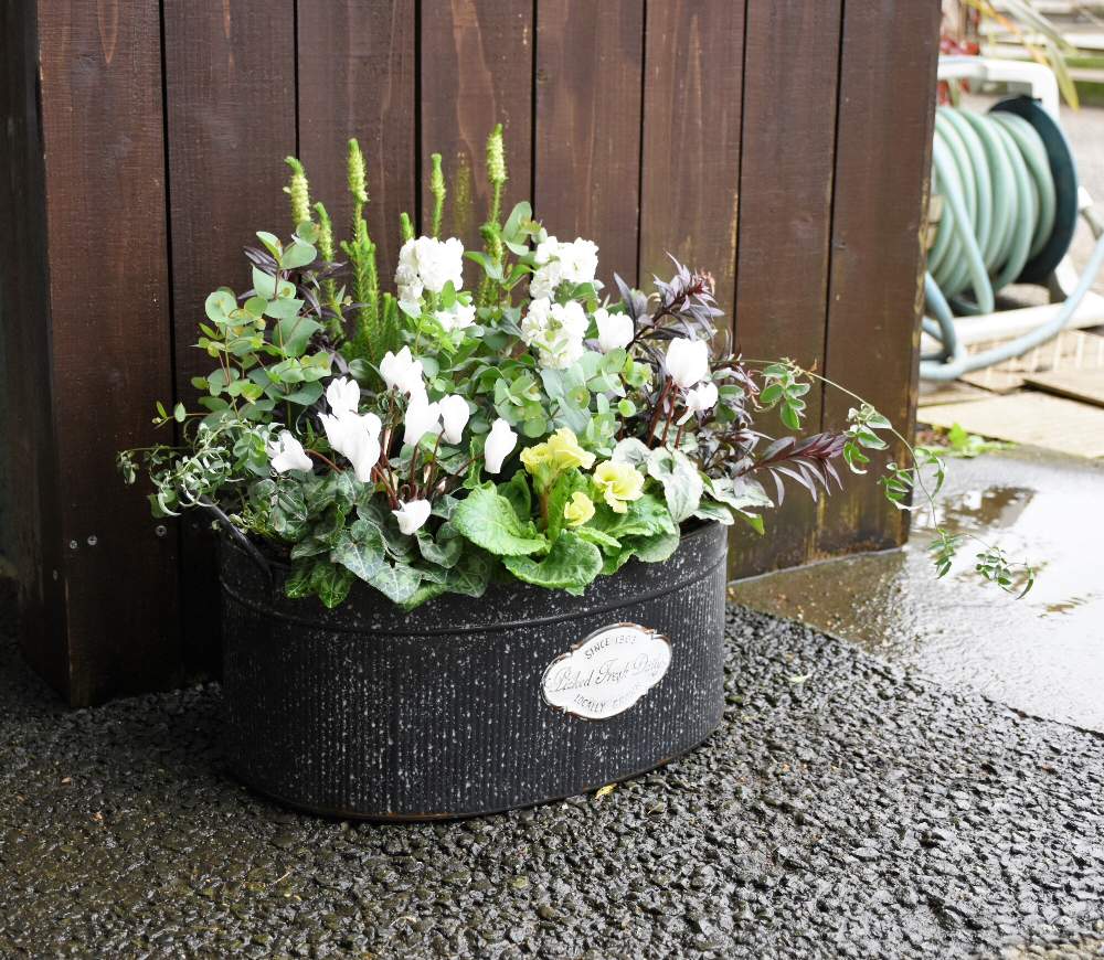 寄せ植えの投稿画像 By Kusakiさん 園芸店と東京とおうち園芸と今日のお花と多肉じゃない寄せ植えと庭のある暮らしと八王子ガーデンメッセと寄せ植え講座と八王子と花のある暮らし 月11月3日 Greensnap グリーンスナップ