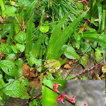 ミズヒキの花の投稿画像一覧 Greensnap グリーンスナップ