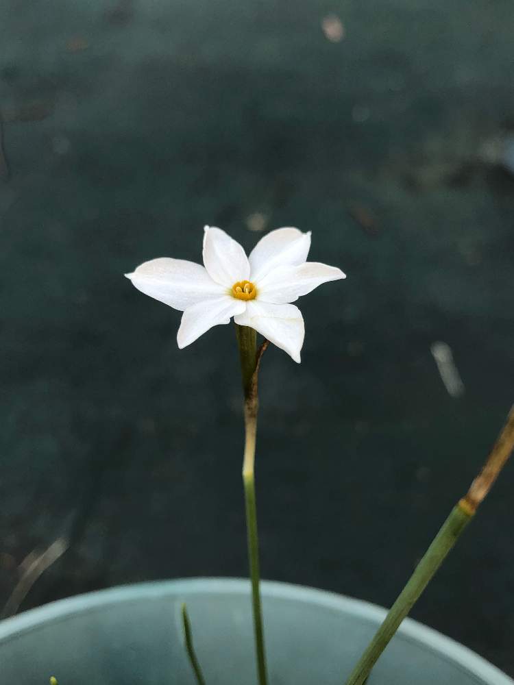 スイセンの投稿画像 By フクさん Narcissusとnarcissus Deficiensと球根植物と花のある暮らしとおうち園芸 月11月3日 Greensnap グリーンスナップ