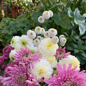 マムコレクションの投稿画像一覧 Greensnap グリーンスナップ