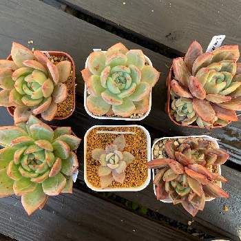 ピンクシャンペンの投稿画像一覧 Greensnap グリーンスナップ