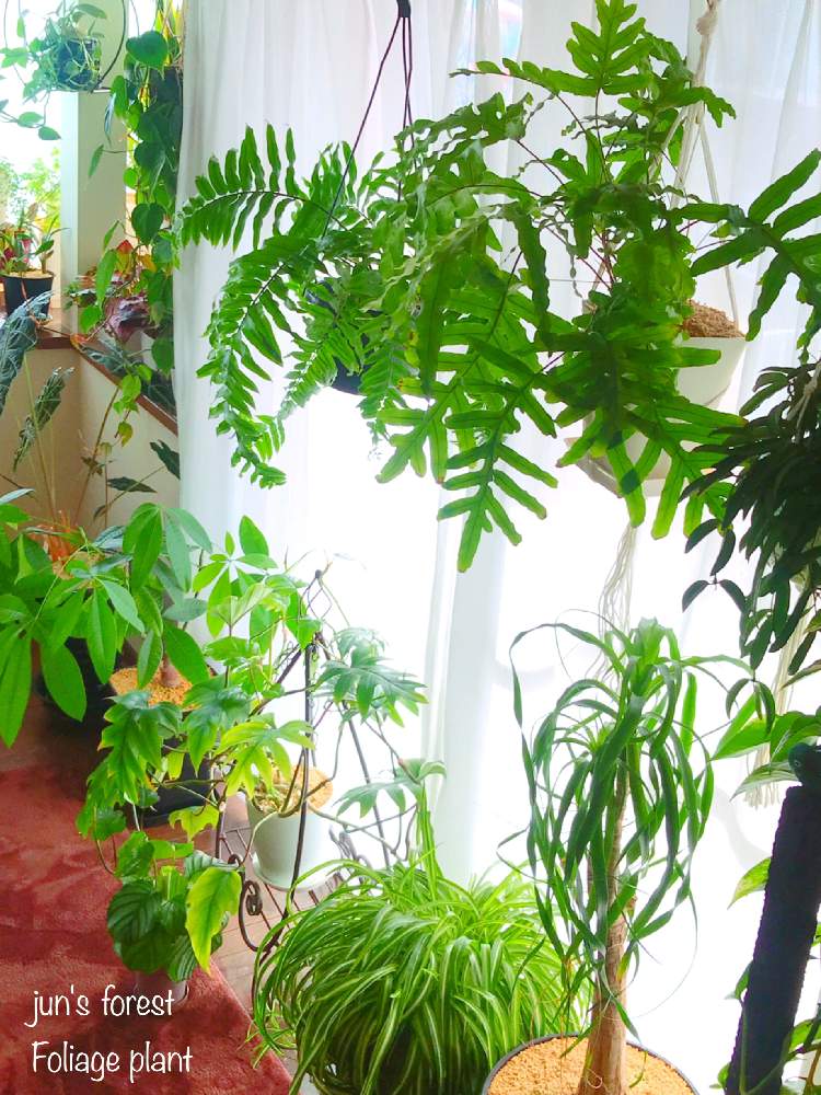 垂れ下がる植物の投稿画像 By Junさん グリーン グリーン グリーン とgs映えと私の森とno Green No Lifeと今日の一枚と美しいとjunのガーデニングと観葉植物とフレボディウム ブルースターとカラテア オルビフォリアとホウビカンジュとトックリラン ポニーテール と