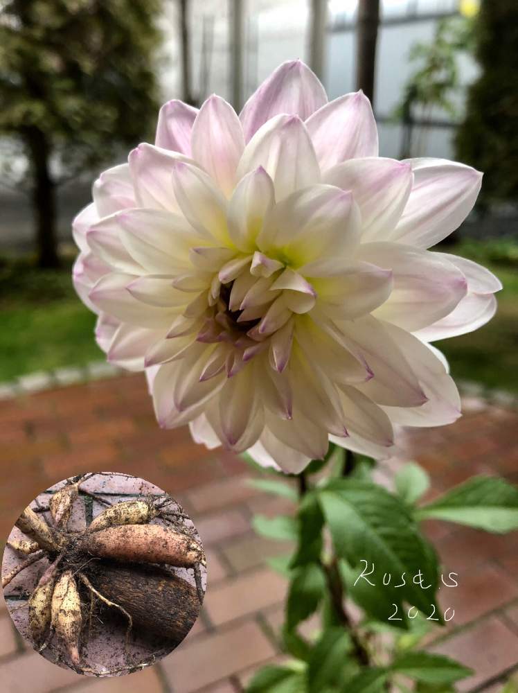 ダリアの投稿画像 By Rosa Sさん ダリア 花祭とピンクの花とおうち園芸と鉢植えと北海道と球根植物 月11月3日 Greensnap グリーンスナップ