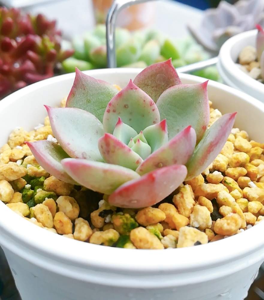 ガーデンメッセの投稿画像 By Kashiyoさん 多肉中毒と多肉植物と多肉大好きとおうち園芸と多肉女子とエケベリア シャルモン 月11月3日 Greensnap グリーンスナップ