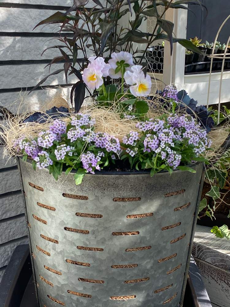 大好きな藤色の花の投稿画像 By カンカンさん おうち園芸といいお天気 と花のある暮らしとステキな名前 月11月3日 Greensnap グリーンスナップ