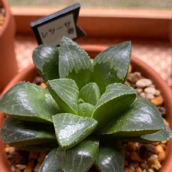 ハオルチア レツーサ 寿の投稿画像一覧 Greensnap グリーンスナップ