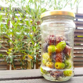 オリーブの塩漬けの投稿画像一覧 Greensnap グリーンスナップ