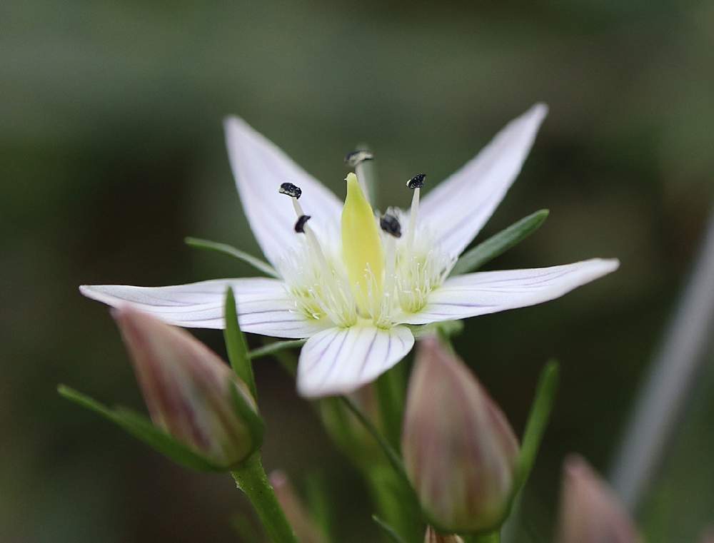 センブリ 千振 の投稿画像 By Hiroshiさん 野の花と山野草と花のある暮らしと白い花と秋の花とマクロ撮影 月11月3日 Greensnap グリーンスナップ