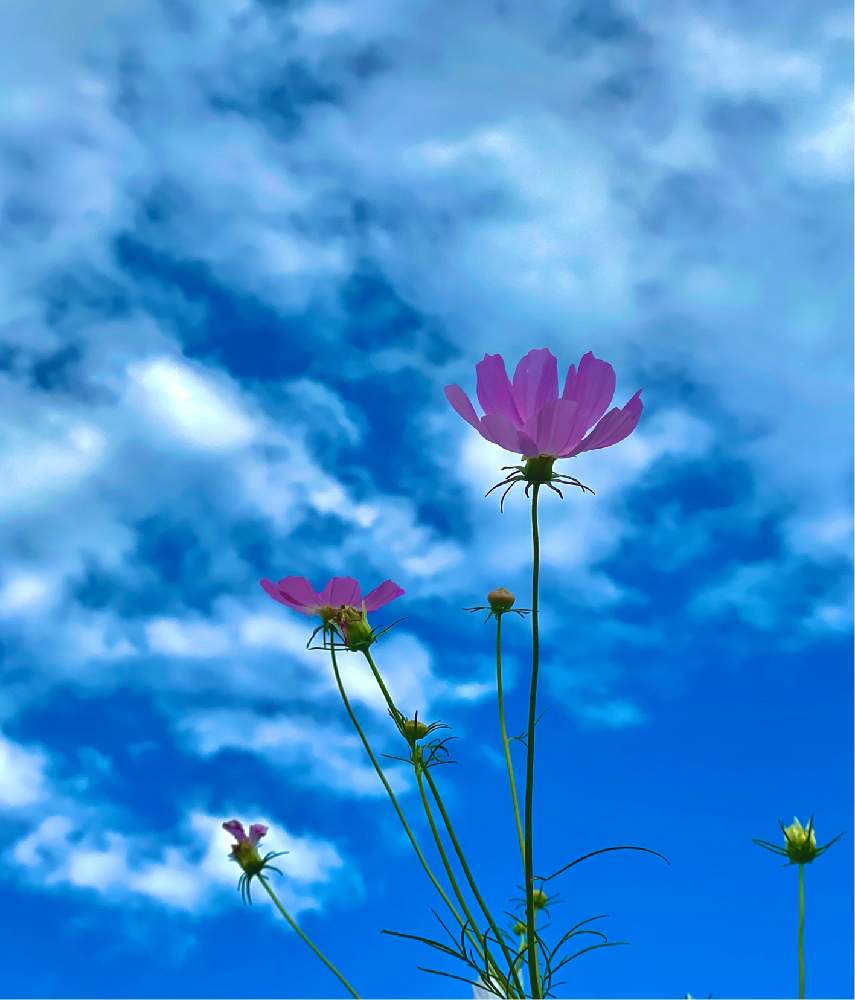 コスモスの投稿画像 By Kensukeさん お出かけ先と写真とコスモス と秋桜 と花好きと秋コスモスと写真とコスモス と秋桜 と花好きと秋コスモス 月11月3日 Greensnap グリーンスナップ Greensnap グリーンスナップ
