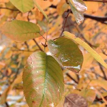 ジューンベリーの投稿画像一覧 Greensnap グリーンスナップ