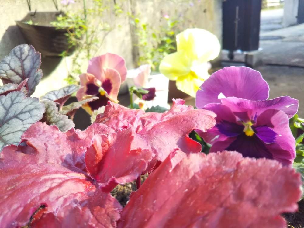の画像 by *hiro*さん | パンジーとヒューケラと庭パトと♯カラーリーフと黄色チーム✨と紫チーム✨とおうち園芸と秋の庭と♯初めての花と♯冬支度と花のある暮らしとオレンジチーム✨