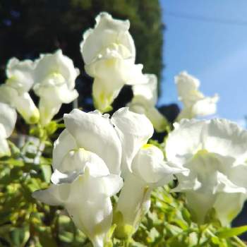 ♯初めての花の画像 by *hiro*さん | キンギョソウと庭パトとおうち園芸と♯初めての花と寒い朝と花のある暮らしと白チーム✨