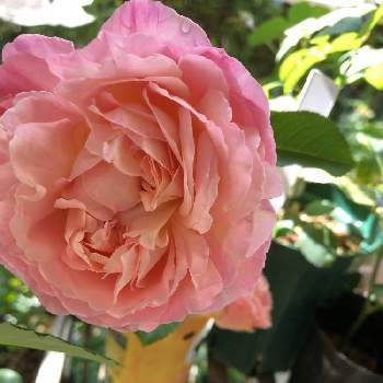 バラ　オーブの画像 by メイさん | バルコニー/ベランダとおーぶとばら バラ 薔薇とばら大好きとばら好きです♡とバラ　オーブと花のある暮らしとばら 薔薇 バラとばらの香りとばらに魅せられて