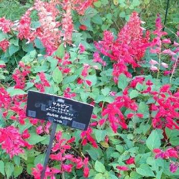 赤いサルビアの投稿画像一覧 Greensnap グリーンスナップ