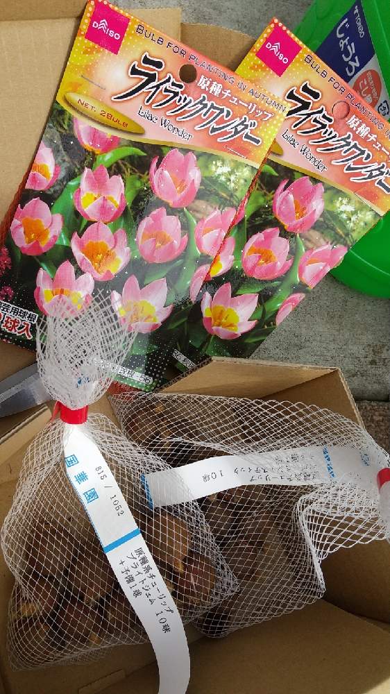 原種チューリップ３種 アネモネ Greensnap グリーンスナップ