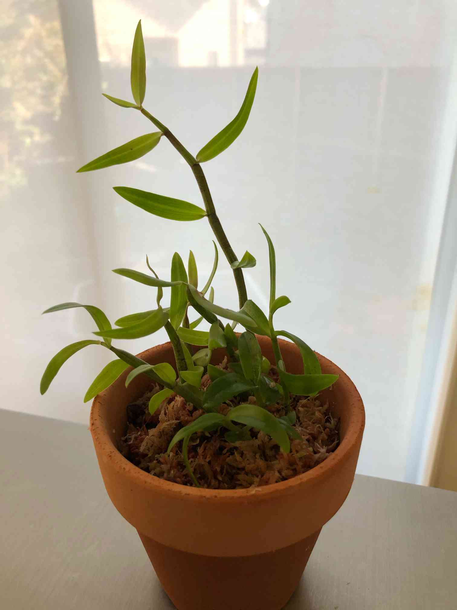 今年度最終出品　 月下美人 45 支柱 鉢付 8月23日現在花芽2つついています 今年度最終出品 月下美人 45 支柱 鉢付 8月23日現在