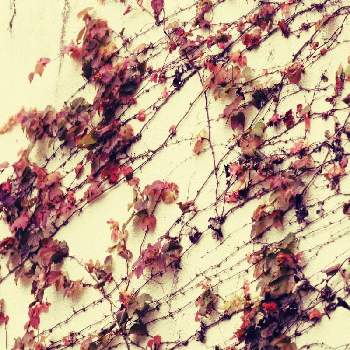 ツタの葉の画像 by Hirochan＊  flowersさん | お出かけ先と家の近所とツタの葉ときれ～い❤