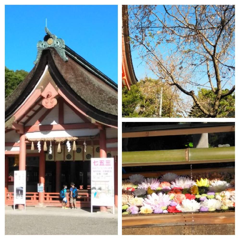 四季桜の投稿画像 By 今日子さん 津島神社 月11月3日 Greensnap グリーンスナップ 四季桜の投稿画像 By 今日子さん 津島神社 月11月3日 Greensnap グリーンスナップ