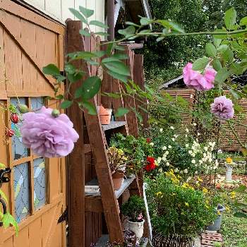 レイニー・ブルーの画像 by つゆみさん | 小さな庭とプレクトランサスとマーガレットコスモスとグリーンアイスとレイニー・ブルーとおうち園芸と薔薇暮らしと癒されてと鉢植えと私の庭と花のある暮らしとばらに魅せられて
