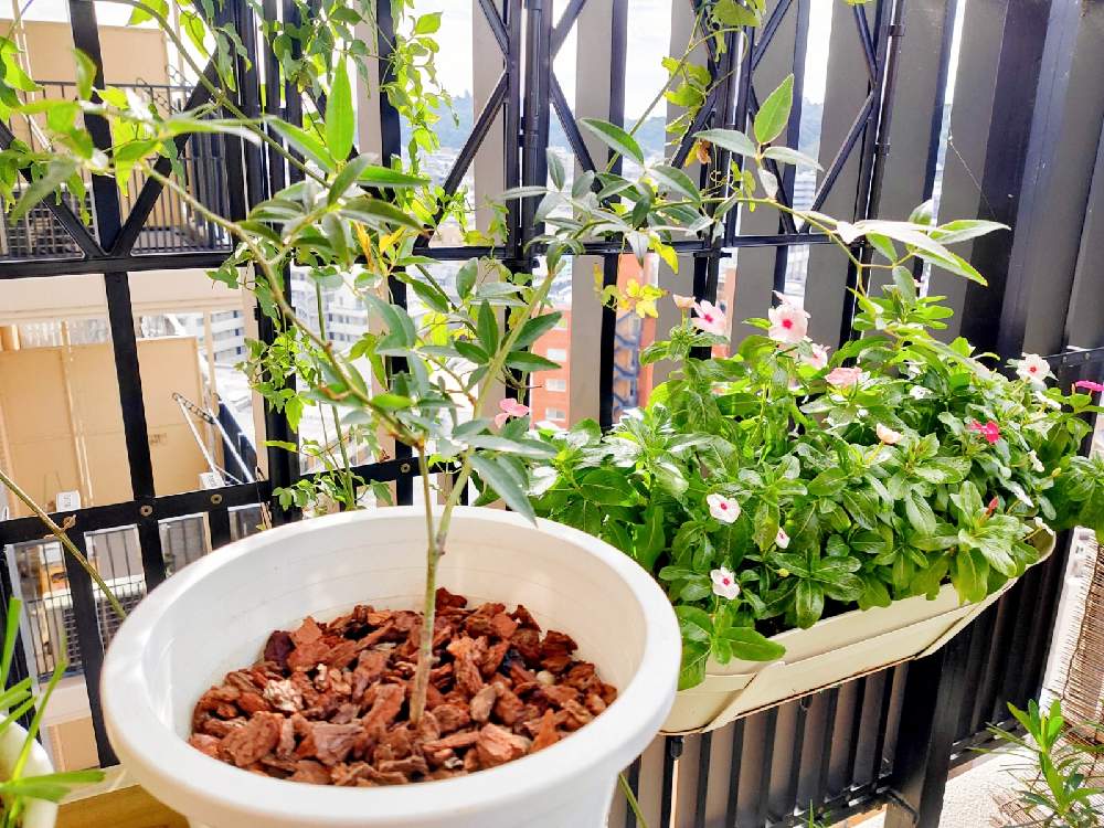 ニチニチソウの投稿画像 By ココさん モッコウバラとベランダガーデニングとおうち園芸 月11月3日 Greensnap グリーンスナップ